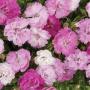 Seminte profesionale Dianthus hybrid - Garofite de gradina - imagine 49006